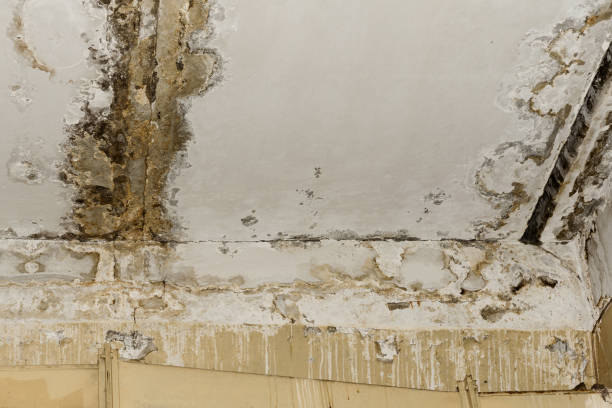 Best Airborne Mold Testing  in Newcastle, WY