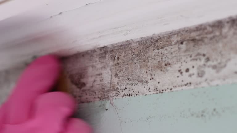 Professional Mold Removal in Newcastle, WY